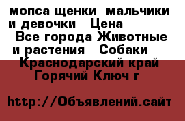 мопса щенки -мальчики и девочки › Цена ­ 25 000 - Все города Животные и растения » Собаки   . Краснодарский край,Горячий Ключ г.